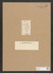 Navicula abbreviata Grun. (de-Toni-Nr.: Genus 1, Species 165) Zeichnungen Sammlung Grunow Nr. 475 (NHMW-BOT-W0366810)